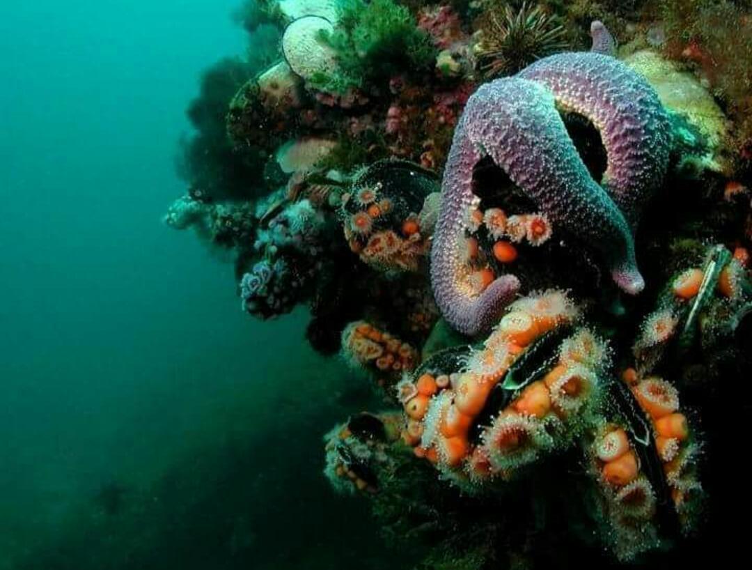 El Tamarisco Leilighet Puerto Pirámides Eksteriør bilde